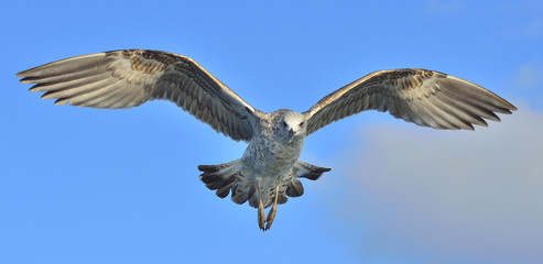 Flying Juvenile Kelp gull (Larus dominicanus), also known as the Dominican gull and Black Backed Kelp Gull. False Bay, South Africa