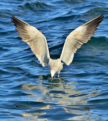 Flying Juvenile Kelp gull (Larus dominicanus), also known as the Dominican gull and Black Backed Kelp Gull. False Bay, South Africa