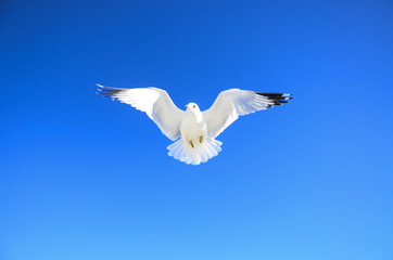  Ring-billed gull hovers overhead
