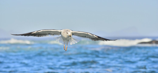 Flying Kelp gull (Larus dominicanus), also known as the Dominica
