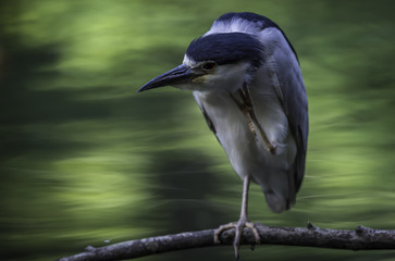 A heron scratching its head