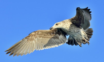 Flying Kelp gull (Larus dominicanus), also known as the Dominica