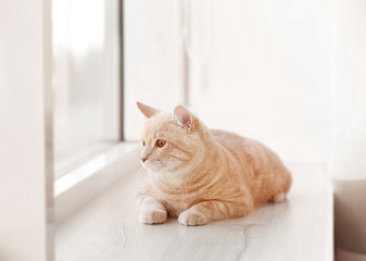 Cute cat on windowsill