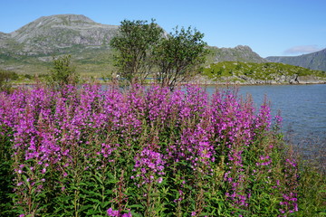 Fototapeta na wymiar Landscape in the Lofoten Islands, Norway, with pink fireweed flowers in front