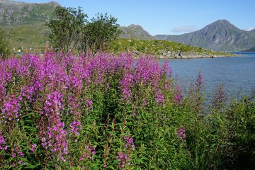 Obraz premium Landscape in the Lofoten Islands, Norway, with pink fireweed flowers in front