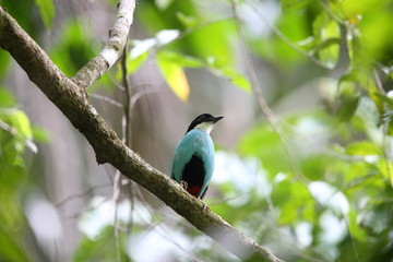 Azure-breasted pitta (Pitta steerii) in Rajah Sikatuna National Park, Bohol Philippines

