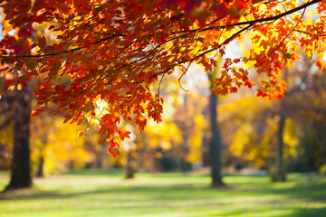 Autumn in the Park