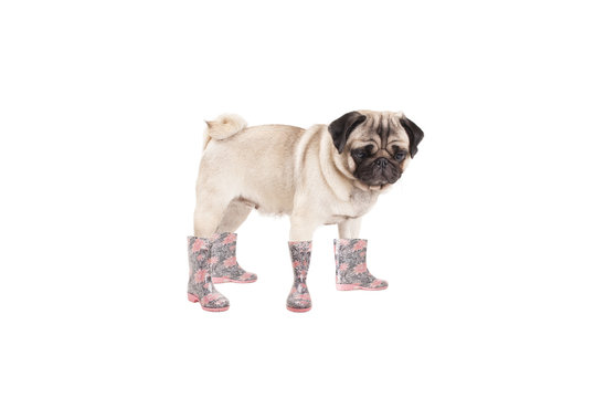 pug rain boots