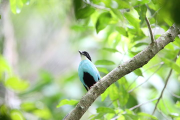 Azure-breasted pitta (Pitta steerii) Rajah Sikatuna National Park, Bohol Philippines

