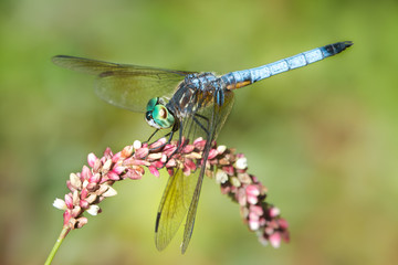 Blue Dasher on Pink Flower