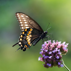 Obraz na płótnie Canvas Black Swallowtail VI