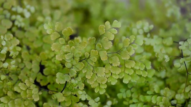 Adiantum capillus-veneris maidenhair fern background