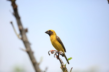 Naklejka premium Asian Golden weaver (Ploceus hypoxanthus) in Thailand