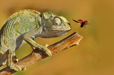 Chameleon