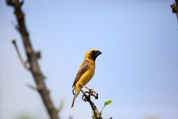 Asian Golden weaver (Ploceus hypoxanthus) in Thailand


