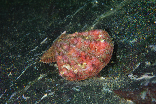 Scallop mollusk on the rock