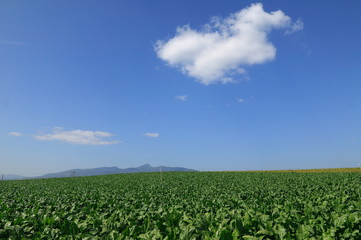 9月のビート畑
