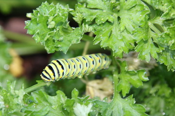 Caterpillar 