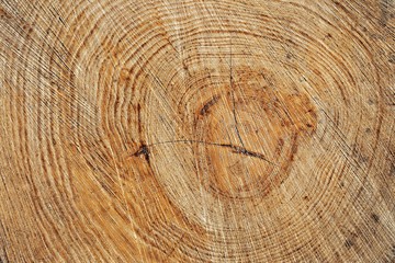 Fototapeta premium Tree trunk texture