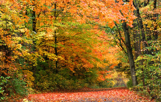 Fototapeta Fall trees by the road in rural Michigan 