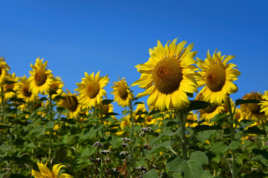 Sun flower farm against blue sky