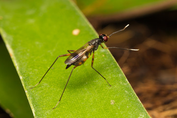 Macro small insects