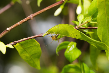 Macro small spider.