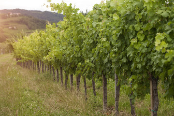 Fototapeta na wymiar Idyllic vineyard, grapes in row 