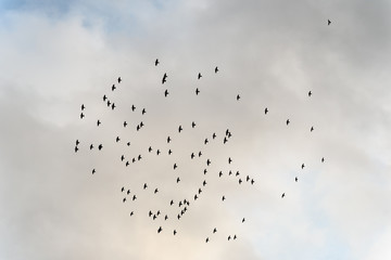 Flock of Starlings and Overcast Sky