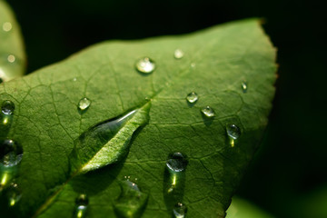 Leaves with dewdrops