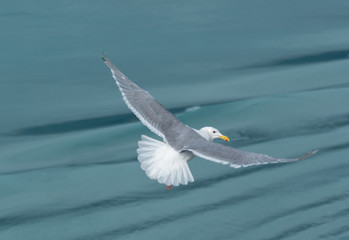 Seagull, Glacier Bay, Alaska