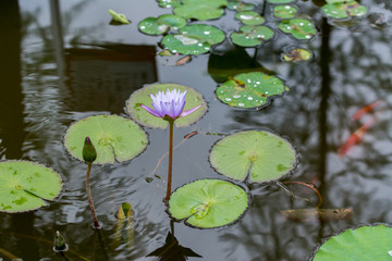 Blue water lily and its reflection in water

