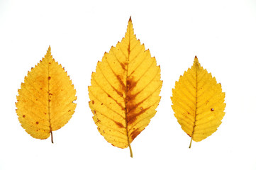 autumn yellow leaves isolated on white background
