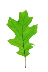 green oak leaf isolated on white background