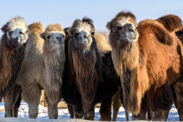 camels farm snow winter