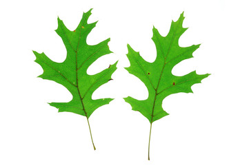 green oak leaf isolated on white background
