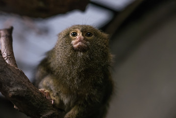Pygmy Marmoset. A pygmy marmoset, a small New World monkey native to rainforests of the western Amazon Basin in South America. It is the smallest monkey and one of the smallest primates in the world.
