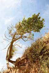 Windblown Tree and Beach Erosion