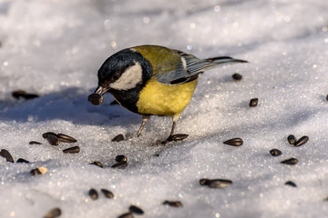 tit bird seeds snow