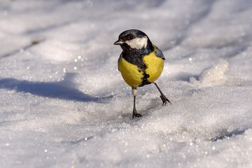 Obraz na płótnie Canvas tit bird seeds snow