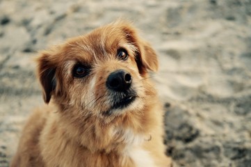 Obraz premium Dog on the beach, Norway