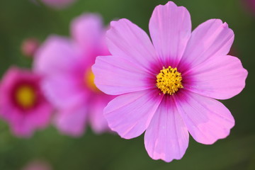 大きく成長するコスモス