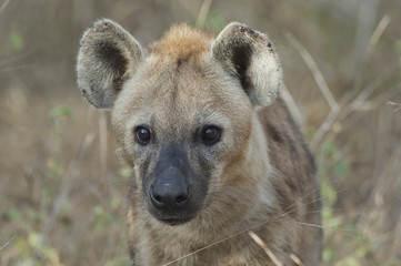 Etosha National Park Namibia, Africa, spotted  hyena