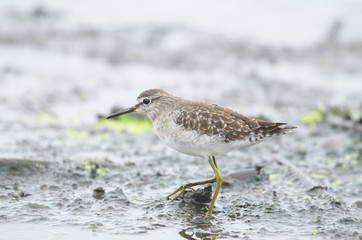 タカブシギ(Wood Sandpiper)
