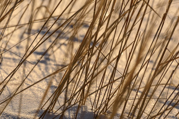 dry grass straw snow background