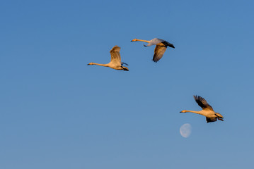 swans fly moon sky birds