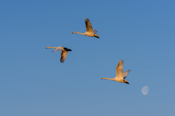 swans fly moon sky birds