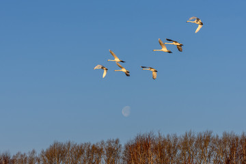 swans fly moon sky birds