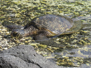 Hawaii Green Turtle basking in sea
