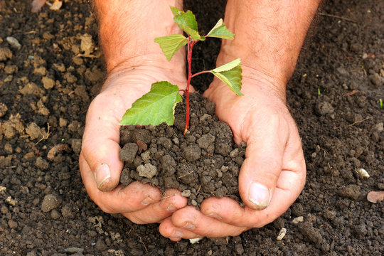 Hands of a man planting plant in the garden
